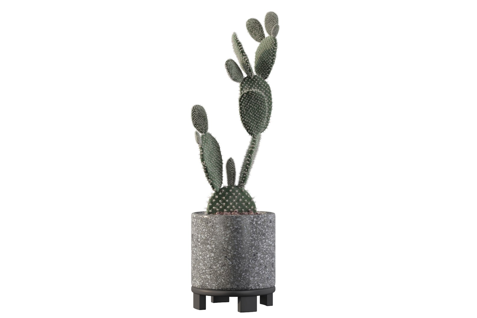 opuntia microdasys flower pot 3D model https://p.turbosquid.com/ts-thumb/3s/qokRWw/VL/opuntiamicrodasys13/jpg/1663587938/1920x1080/fit_q87/3842878ce59a441aff5e1ac2ca4a6a568c27667e/opuntiamicrodasys13.jpg