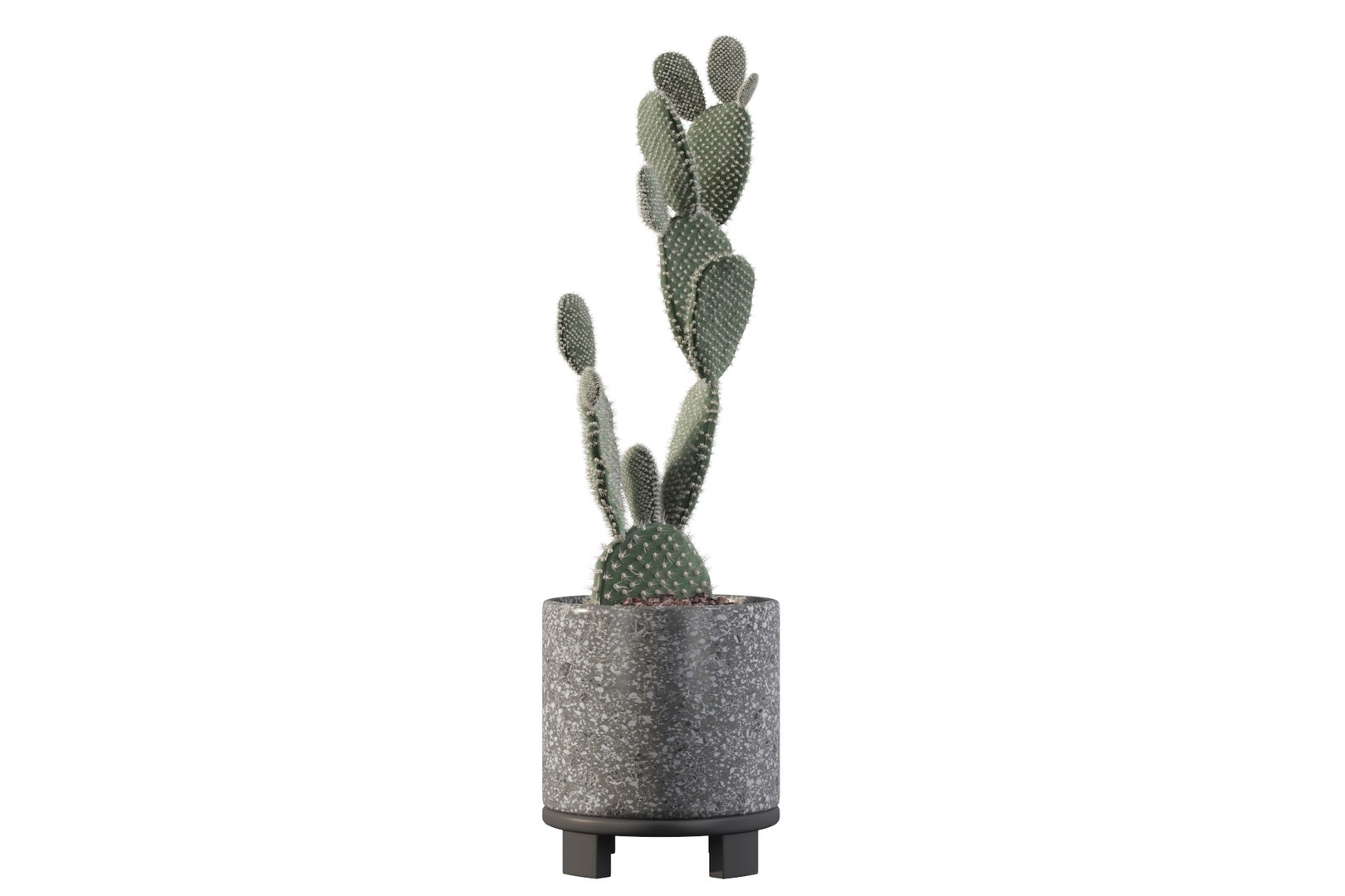 opuntia microdasys flower pot 3D model https://p.turbosquid.com/ts-thumb/3s/qokRWw/bE/opuntiamicrodasys12/jpg/1663587937/1920x1080/fit_q87/6099caed5fb176dac923fc334e858d374e863e8f/opuntiamicrodasys12.jpg