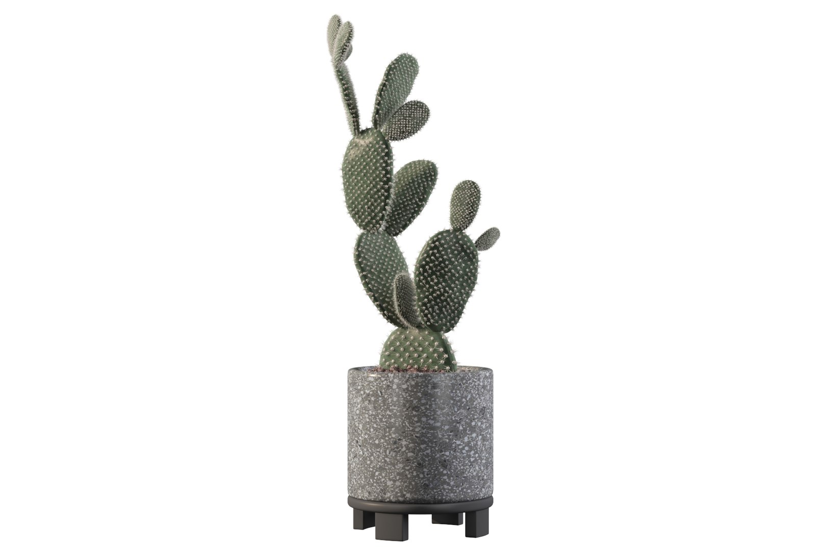opuntia microdasys flower pot 3D model https://p.turbosquid.com/ts-thumb/3s/qokRWw/bh/opuntiamicrodasys6/jpg/1663587934/1920x1080/fit_q87/3d00ef6bdb4e9e15089f3bf500d87b65a4f7b578/opuntiamicrodasys6.jpg