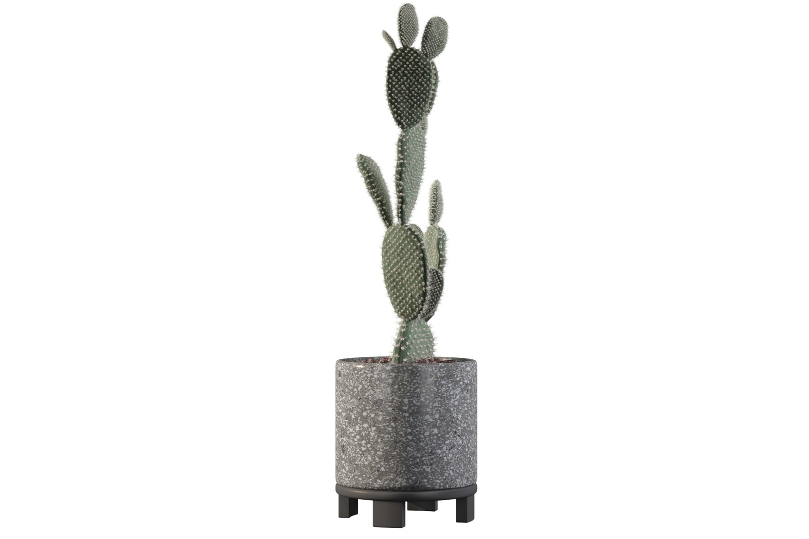 opuntia microdasys flower pot 3D model https://p.turbosquid.com/ts-thumb/3s/qokRWw/dk/opuntiamicrodasys19/jpg/1663587941/1920x1080/fit_q87/4c2865905b702389df9e487cd66f5822697f1870/opuntiamicrodasys19.jpg
