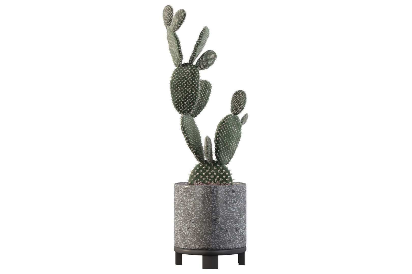 opuntia microdasys flower pot 3D model https://p.turbosquid.com/ts-thumb/3s/qokRWw/hM/opuntiamicrodasys2/jpg/1663587932/1920x1080/fit_q87/db76c80a93974f319d1ab0cf6d77e7ae8539da26/opuntiamicrodasys2.jpg
