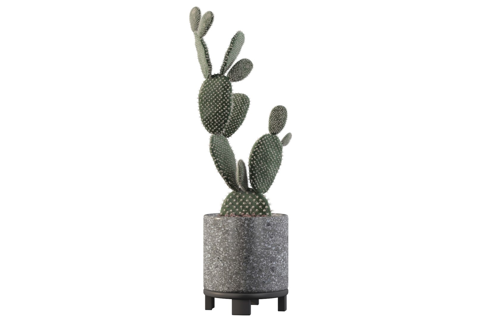 opuntia microdasys flower pot 3D model https://p.turbosquid.com/ts-thumb/3s/qokRWw/ik/opuntiamicrodasys4/jpg/1663587934/1920x1080/fit_q87/e7110266e86eee36b3c77a67bfc95cc6938395e6/opuntiamicrodasys4.jpg