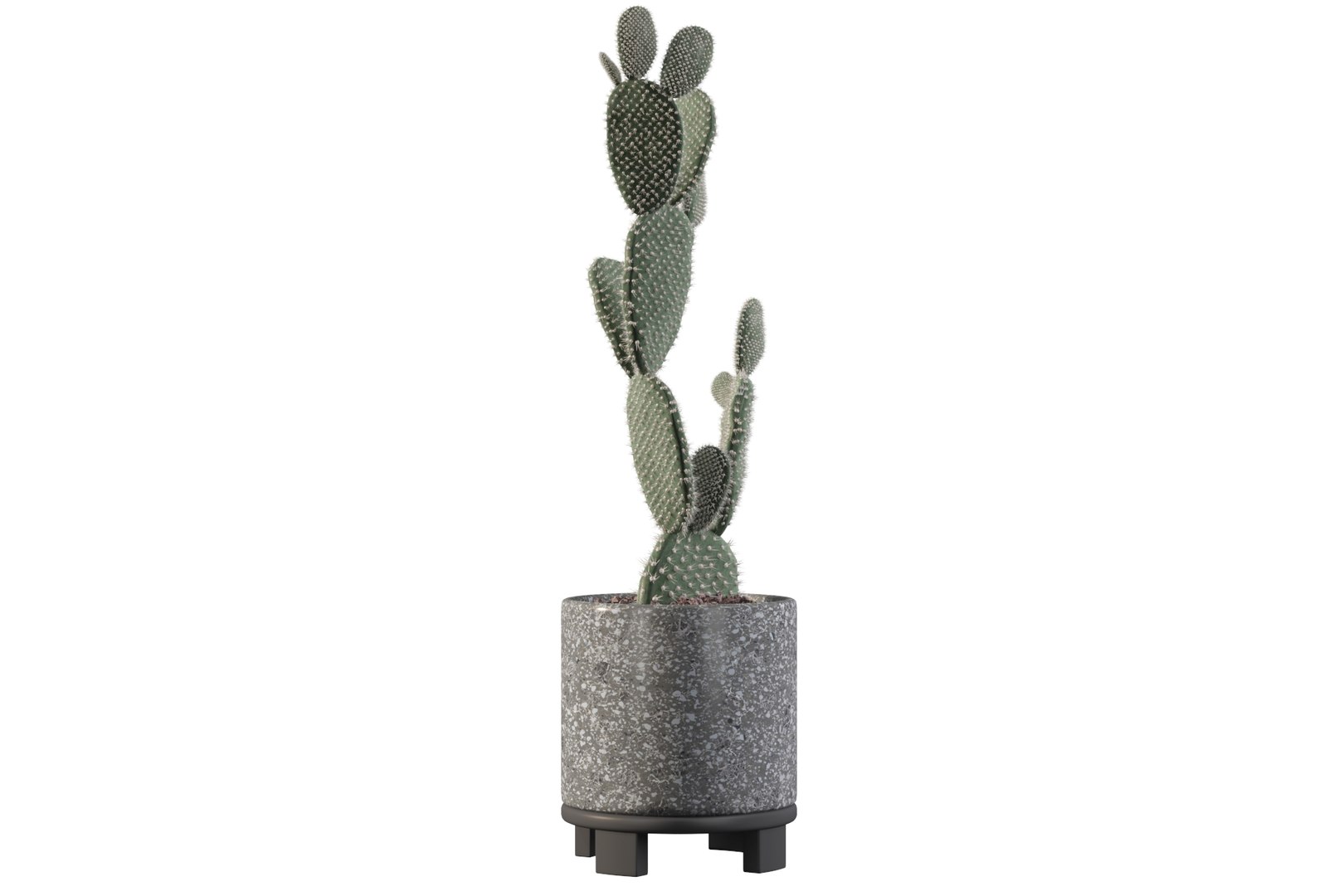 opuntia microdasys flower pot 3D model https://p.turbosquid.com/ts-thumb/3s/qokRWw/j2/opuntiamicrodasys20/jpg/1663587941/1920x1080/fit_q87/b0c79ee185d43b2d7ffbb32e1650f4bcade620f5/opuntiamicrodasys20.jpg