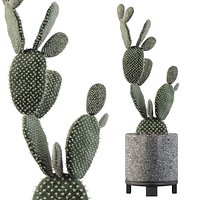 Opuntia microdasys in terrazio flower pot