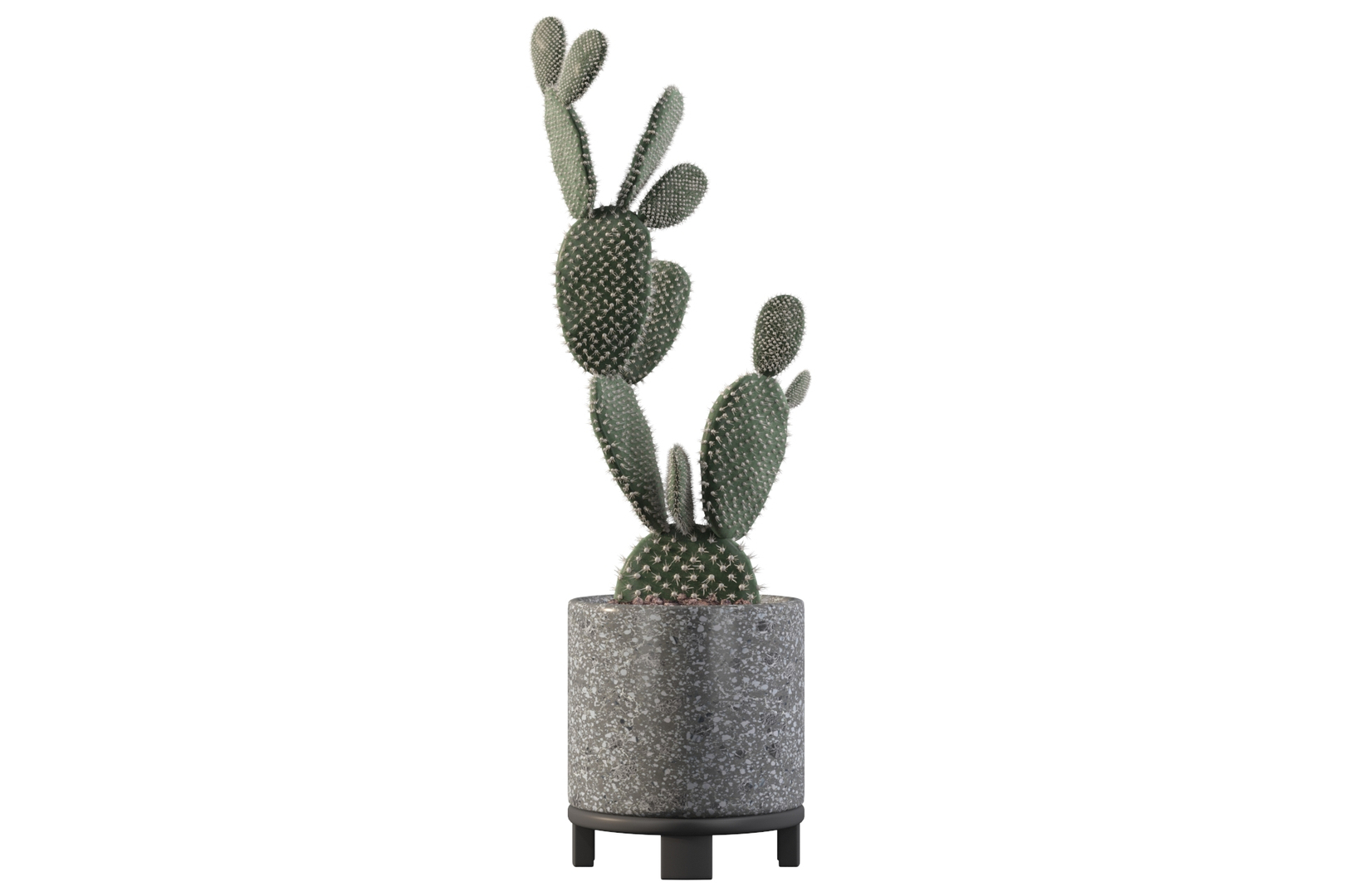 opuntia microdasys flower pot 3D model https://p.turbosquid.com/ts-thumb/3s/qokRWw/plMDyuK8/opuntiamicrodasys/jpg/1588591099/1920x1080/turn_fit_q99/692d9afeb046f52e097d9dd1990e63a59e078b65/opuntiamicrodasys-1.jpg