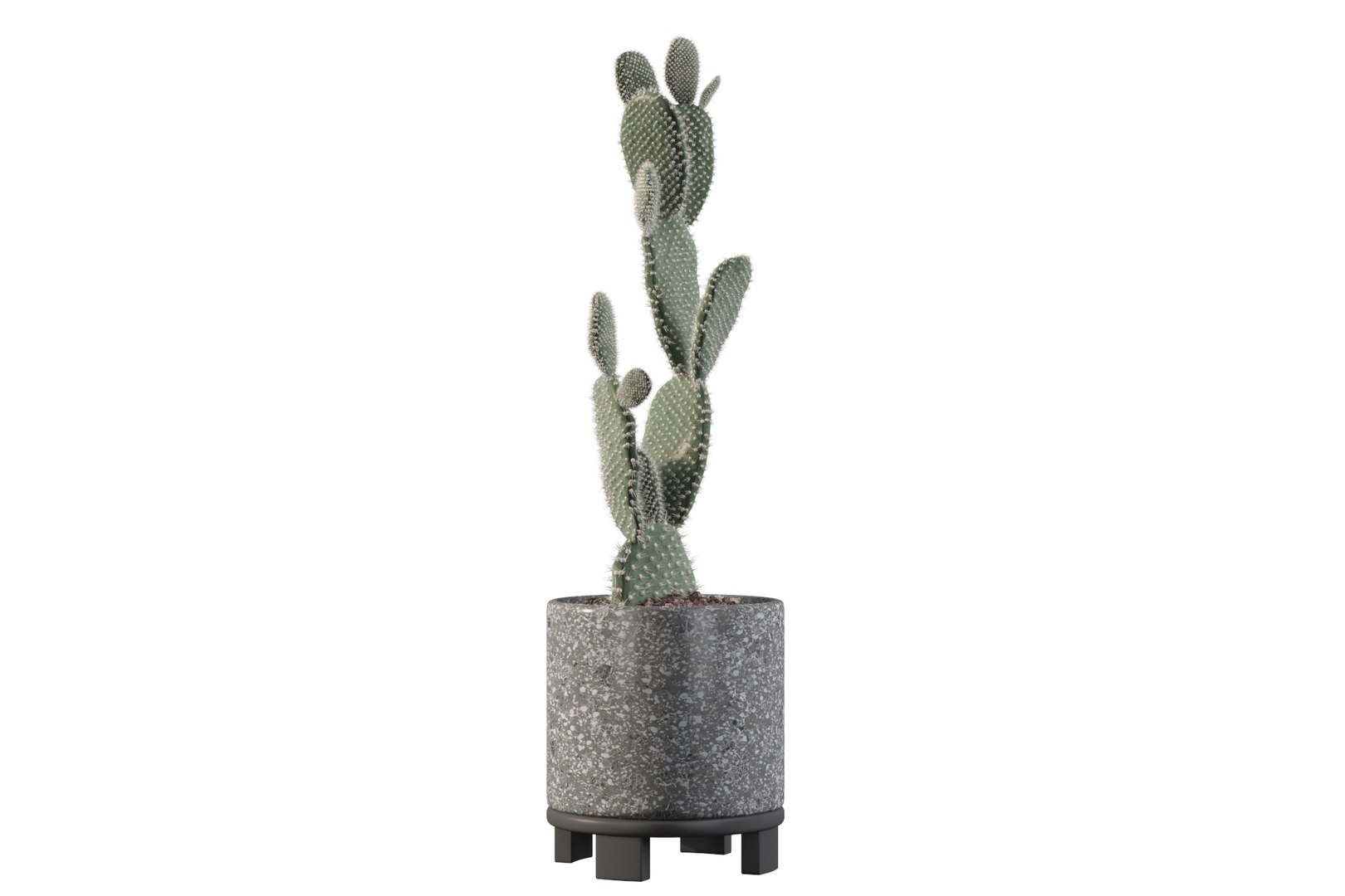 opuntia microdasys flower pot 3D model https://p.turbosquid.com/ts-thumb/3s/qokRWw/q8/opuntiamicrodasys11/jpg/1663587937/1920x1080/fit_q87/dd29052bab54c3f66368093685c9fa03158763bd/opuntiamicrodasys11.jpg