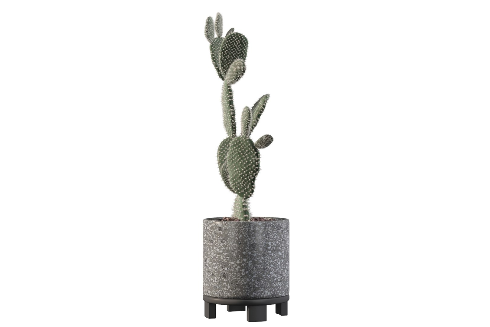 opuntia microdasys flower pot 3D model https://p.turbosquid.com/ts-thumb/3s/qokRWw/qW/opuntiamicrodasys9/jpg/1663587936/1920x1080/fit_q87/9fc863f097f19b5e4fbe4055f4348af2bccaf335/opuntiamicrodasys9.jpg