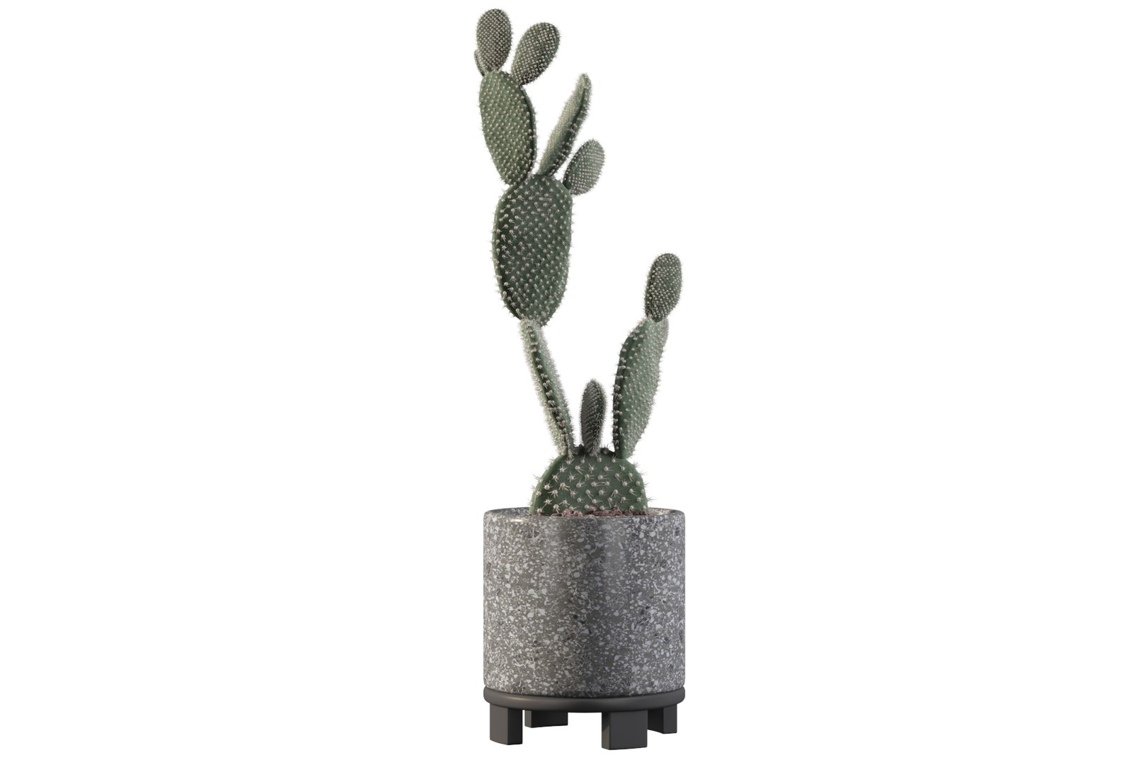 opuntia microdasys flower pot 3D model https://p.turbosquid.com/ts-thumb/3s/qokRWw/uG/opuntiamicrodasys22/jpg/1663587942/1920x1080/fit_q87/d0a187597822eaeb67d86a87c876c9cc5f9da1c3/opuntiamicrodasys22.jpg