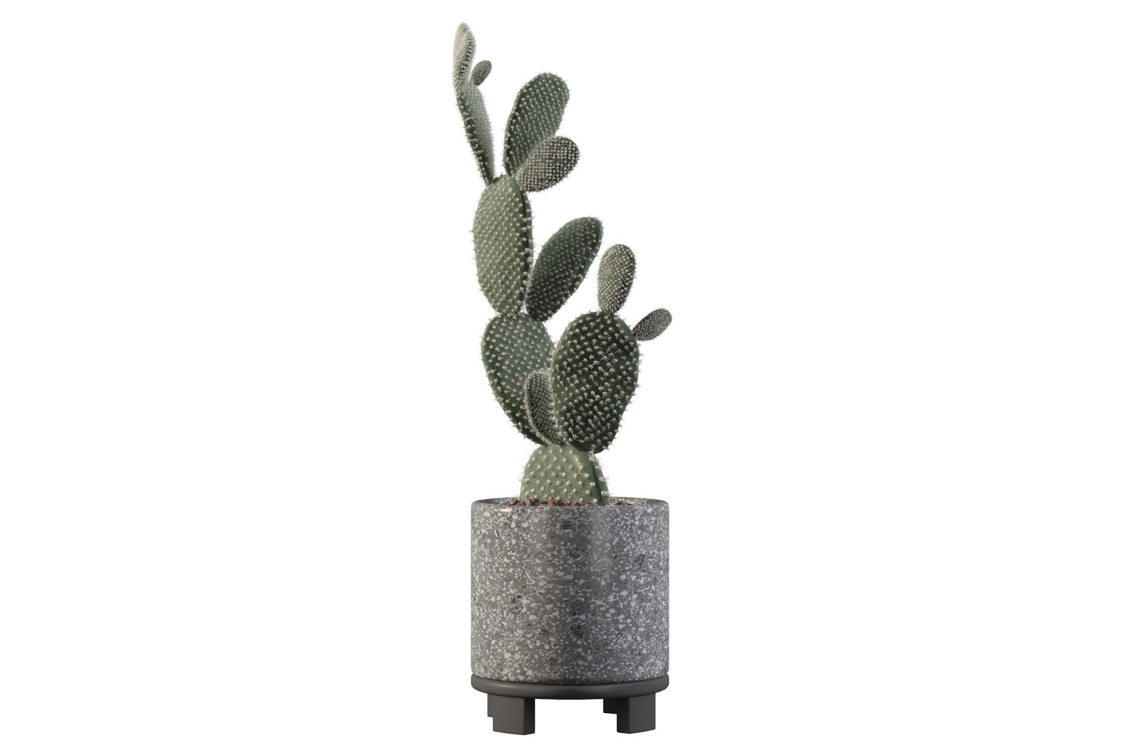 opuntia microdasys flower pot 3D model https://p.turbosquid.com/ts-thumb/3s/qokRWw/wG/opuntiamicrodasys7/jpg/1663587935/1920x1080/fit_q87/dee90b22f30d530458c302bdf816ce8f13fa3f75/opuntiamicrodasys7.jpg