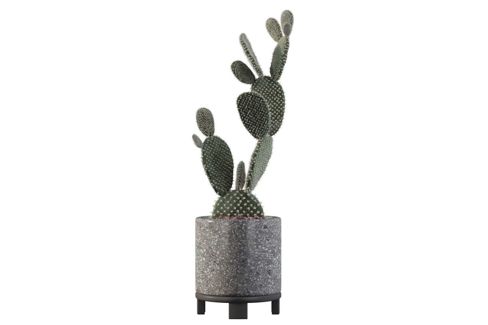 opuntia microdasys flower pot 3D model https://p.turbosquid.com/ts-thumb/3s/qokRWw/yO/opuntiamicrodasys14/jpg/1663587939/1920x1080/fit_q87/c9a117fe4c6215431a8cf0838fbca72c80eadf00/opuntiamicrodasys14.jpg