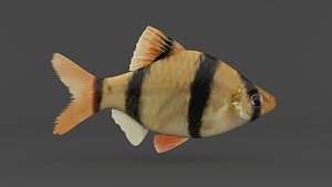 3D Tiger Barb Fish model