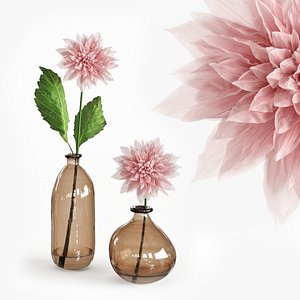 Dahlia in a glass vase 3D