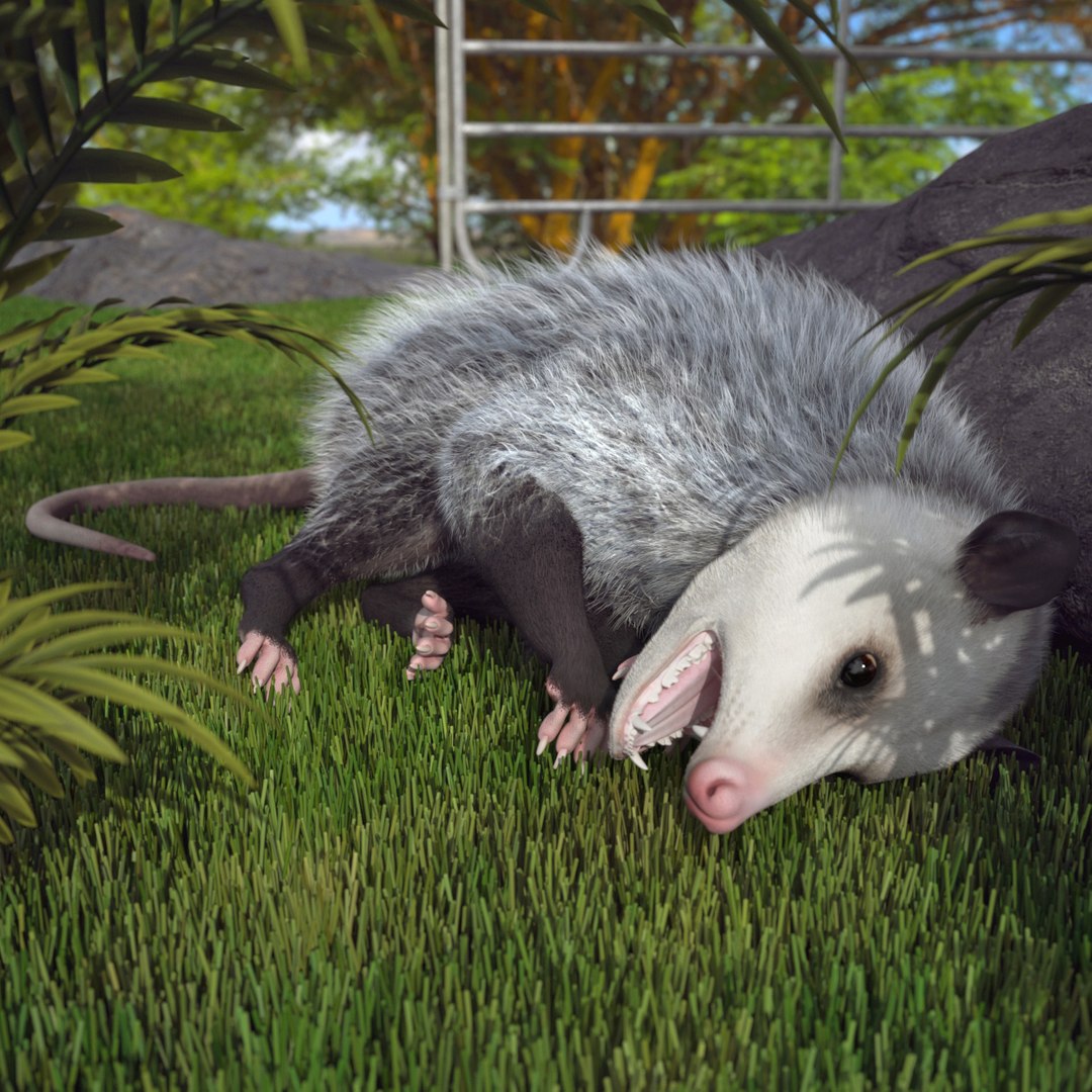 Opossum Dead Pose Fur for Maya 3D model preview