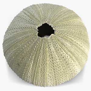 3D model sea urchin paracentrotus