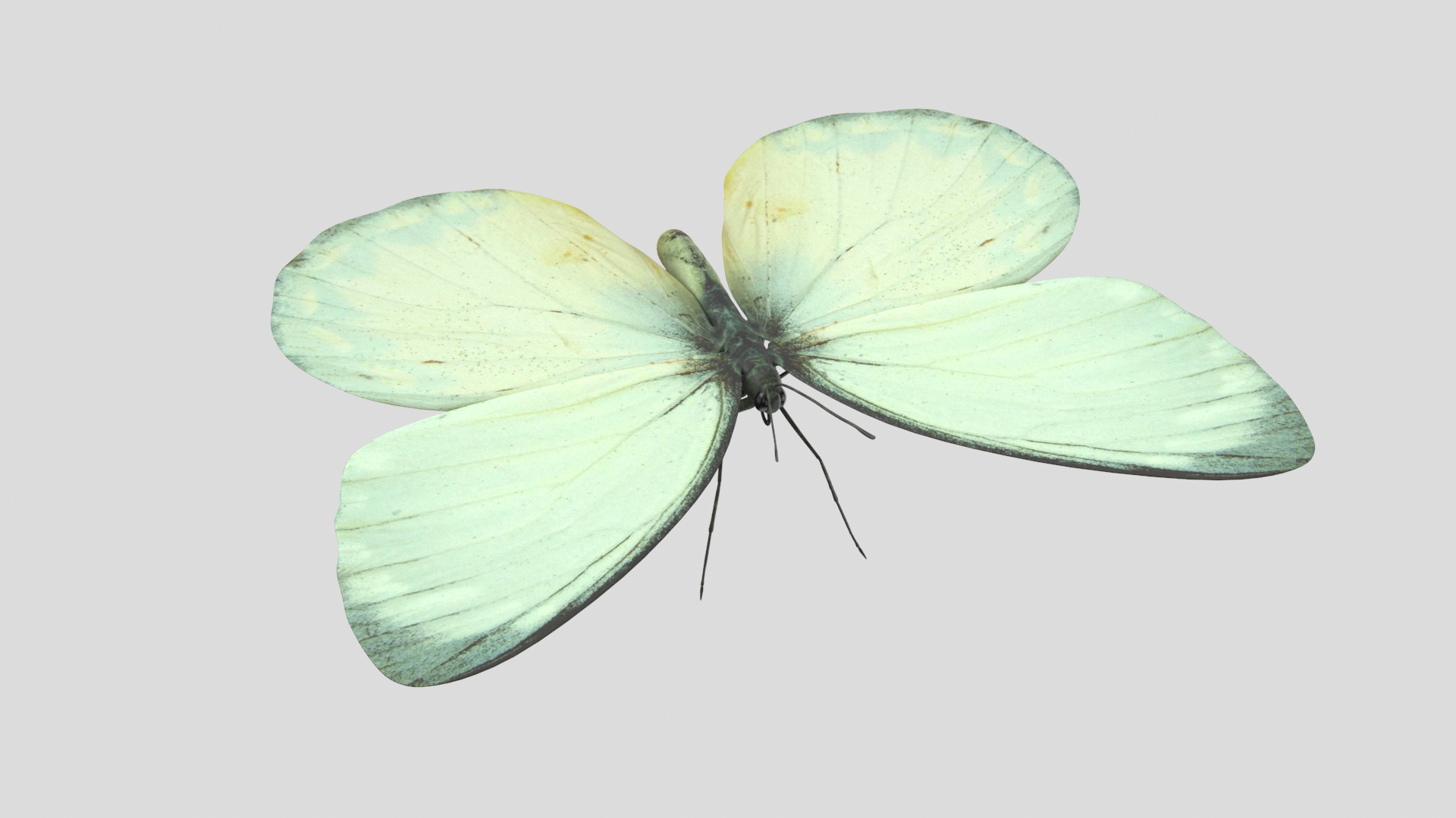 Butterfly Collection 02 3D model https://p.turbosquid.com/ts-thumb/3t/RrvpcO/19/deliastt/png/1672719094/1920x1080/turn_fit_q99/67b9a81b48d4e99f5db74bca2ac384b5c5b94abb/deliastt-1.jpg