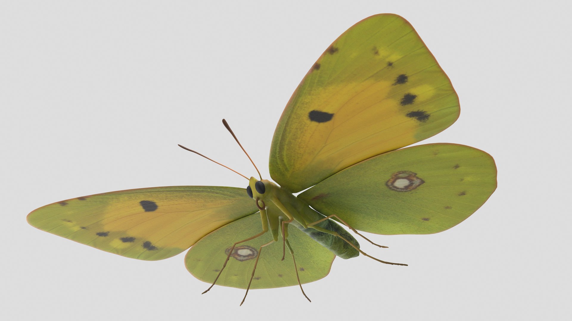 Butterfly Collection 02 3D model https://p.turbosquid.com/ts-thumb/3t/RrvpcO/2u/cloudedyellow_r6/png/1672719321/1920x1080/fit_q87/16cfb6883dafb5045e367da1e2d900552f24d78c/cloudedyellow_r6.jpg