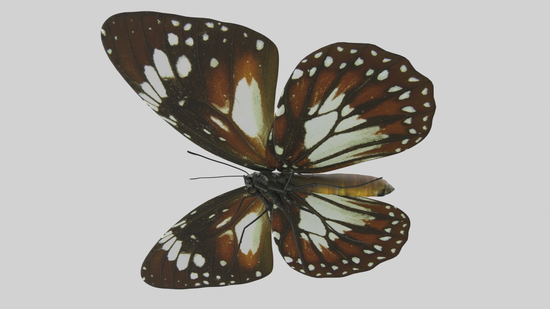 Butterfly Collection 02 3D model https://p.turbosquid.com/ts-thumb/3t/RrvpcO/4n/malay_r4/png/1672719457/1920x1080/fit_q87/b6e0dd011d14ac1aefffddc5db17effd46900bde/malay_r4.jpg