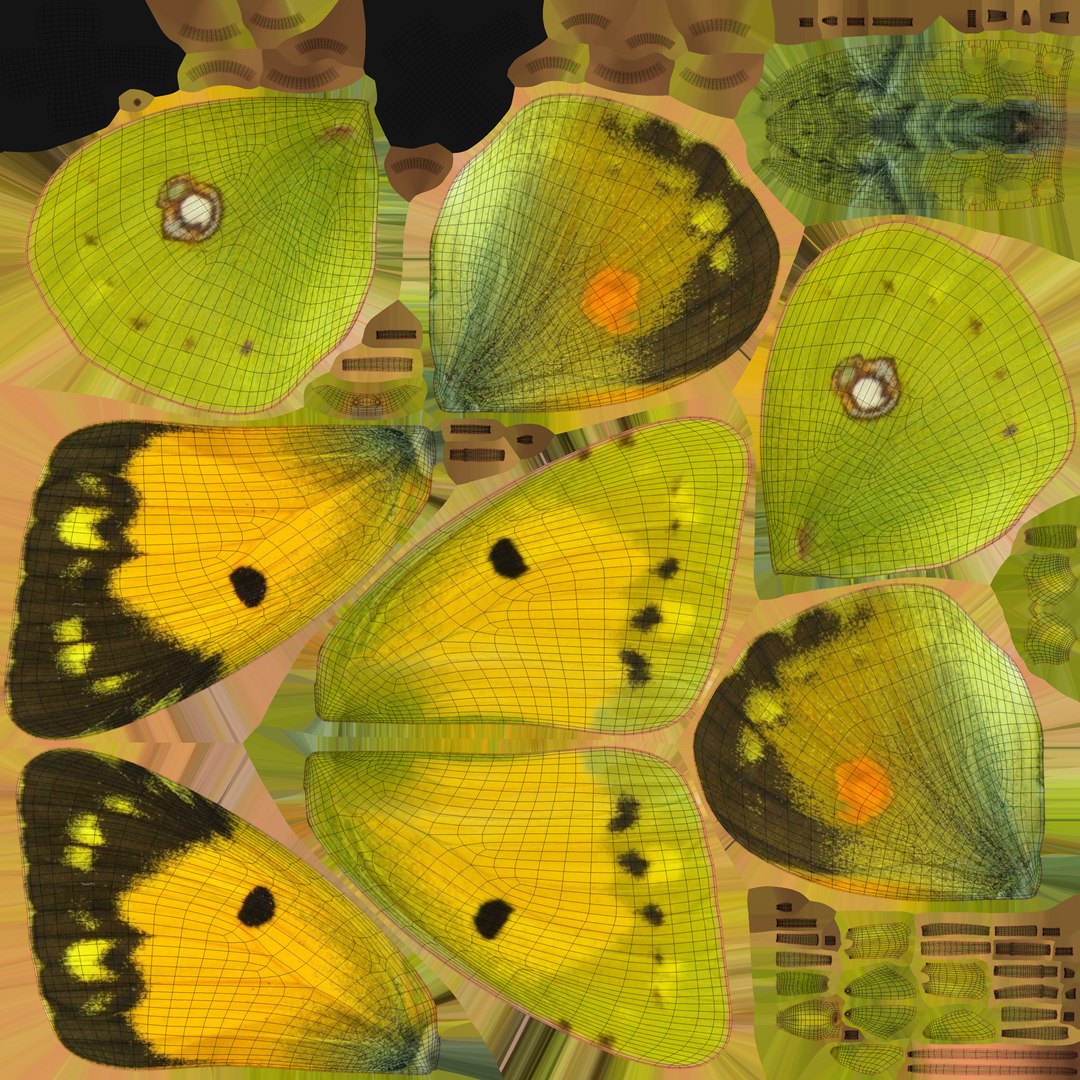 Butterfly Collection 02 3D model https://p.turbosquid.com/ts-thumb/3t/RrvpcO/A0/cloudedyellow_uv/jpg/1672719327/1920x1080/fit_q87/7fbc9714306788c362507f5f2ab678c5d358d9ad/cloudedyellow_uv.jpg