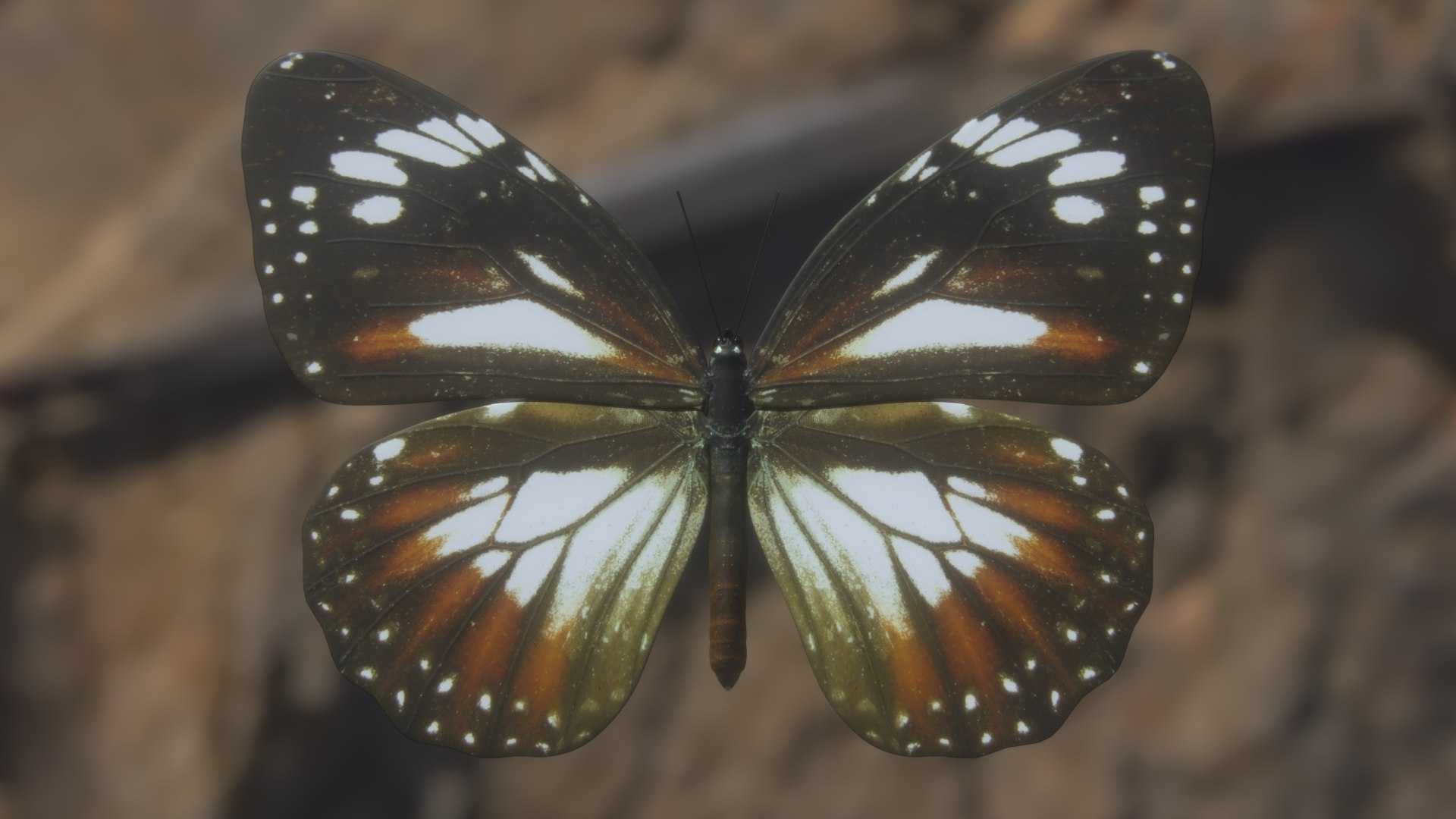 Butterfly Collection 02 3D model https://p.turbosquid.com/ts-thumb/3t/RrvpcO/AI/malay_r1c/png/1672719452/1920x1080/fit_q87/47667e3a51e3ff63df7fd8477a55bbbf3cc5072b/malay_r1c.jpg