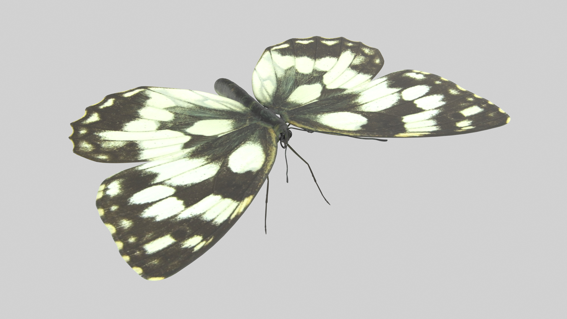 Butterfly Collection 02 3D model https://p.turbosquid.com/ts-thumb/3t/RrvpcO/Ie/marbledwtt/png/1672719527/1920x1080/turn_fit_q99/8955dd4fb82fc7bc3e8b09bdc2d0e0ce5ac80b18/marbledwtt-1.jpg