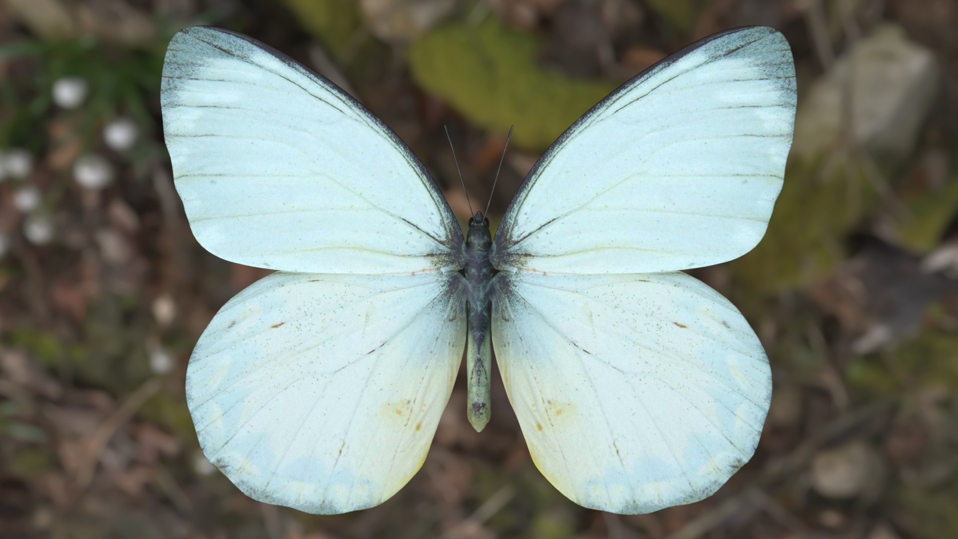 Butterfly Collection 02 3D model https://p.turbosquid.com/ts-thumb/3t/RrvpcO/J0/deliasoraia_r1c/png/1672719070/1920x1080/fit_q87/619abd39fdae0e84c31d45f19ab3fff443ceea7d/deliasoraia_r1c.jpg
