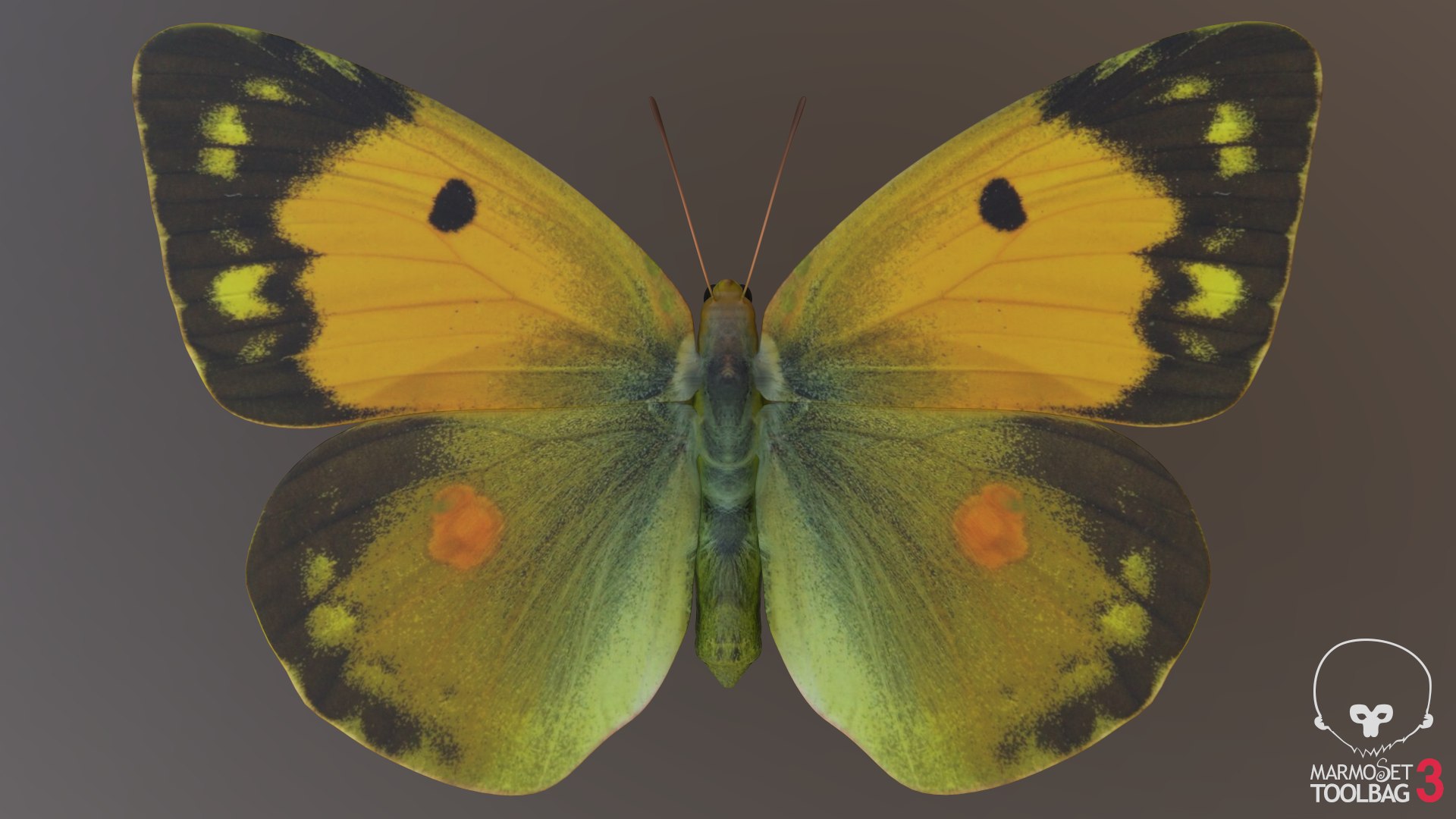 Butterfly Collection 02 3D model https://p.turbosquid.com/ts-thumb/3t/RrvpcO/Mx/screenshot584/png/1672719325/1920x1080/fit_q87/b8fcf114a887f975e8289255b92b22a68cafba4b/screenshot584.jpg