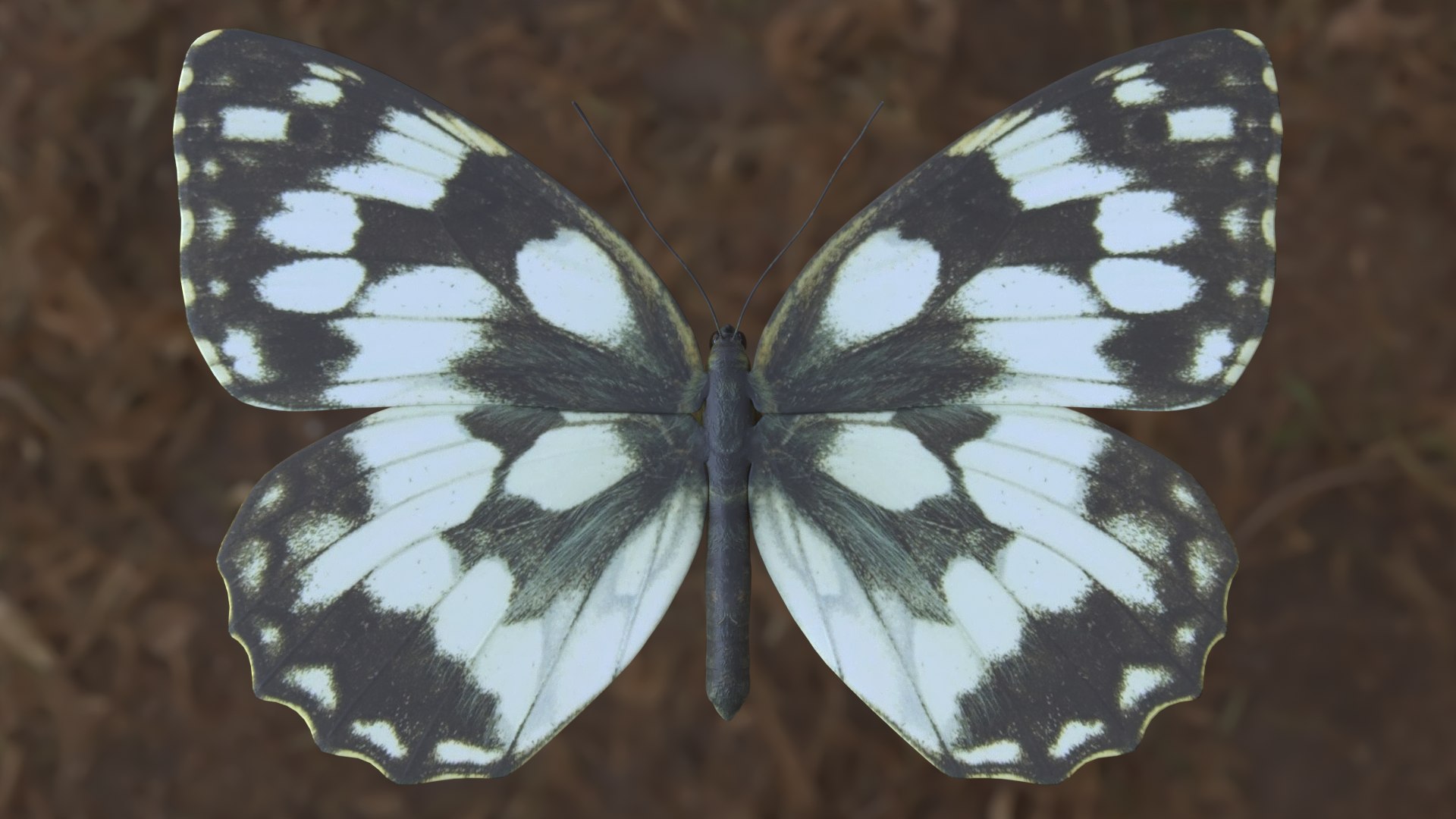 Butterfly Collection 02 3D model https://p.turbosquid.com/ts-thumb/3t/RrvpcO/VK/marbledwhite_r1c/png/1672719509/1920x1080/fit_q87/bec3570c81f1f54b554afea70615eeb74dc6c4ab/marbledwhite_r1c.jpg