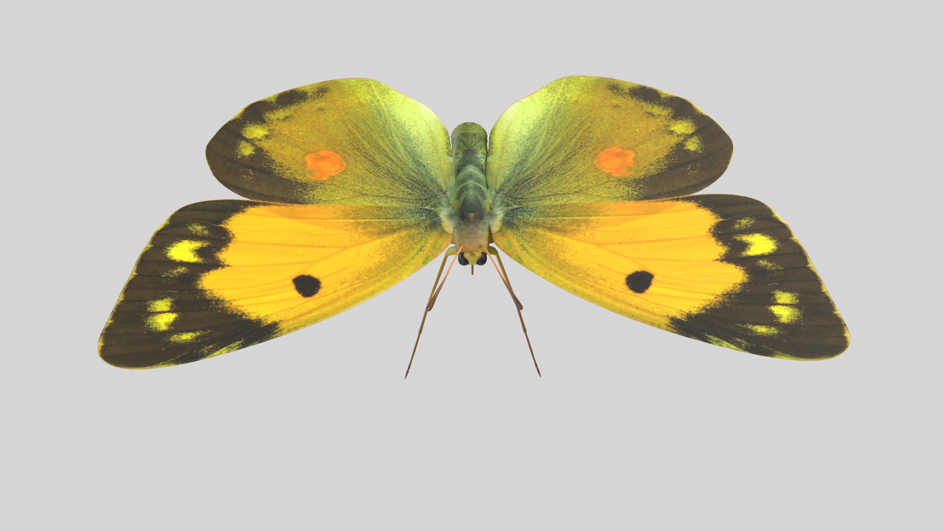 Butterfly Collection 02 3D model https://p.turbosquid.com/ts-thumb/3t/RrvpcO/XY/cloudedtt/png/1672719342/1920x1080/turn_fit_q99/a20ac4d31e77beb1f083df682fb81f4bea1c1de7/cloudedtt-1.jpg