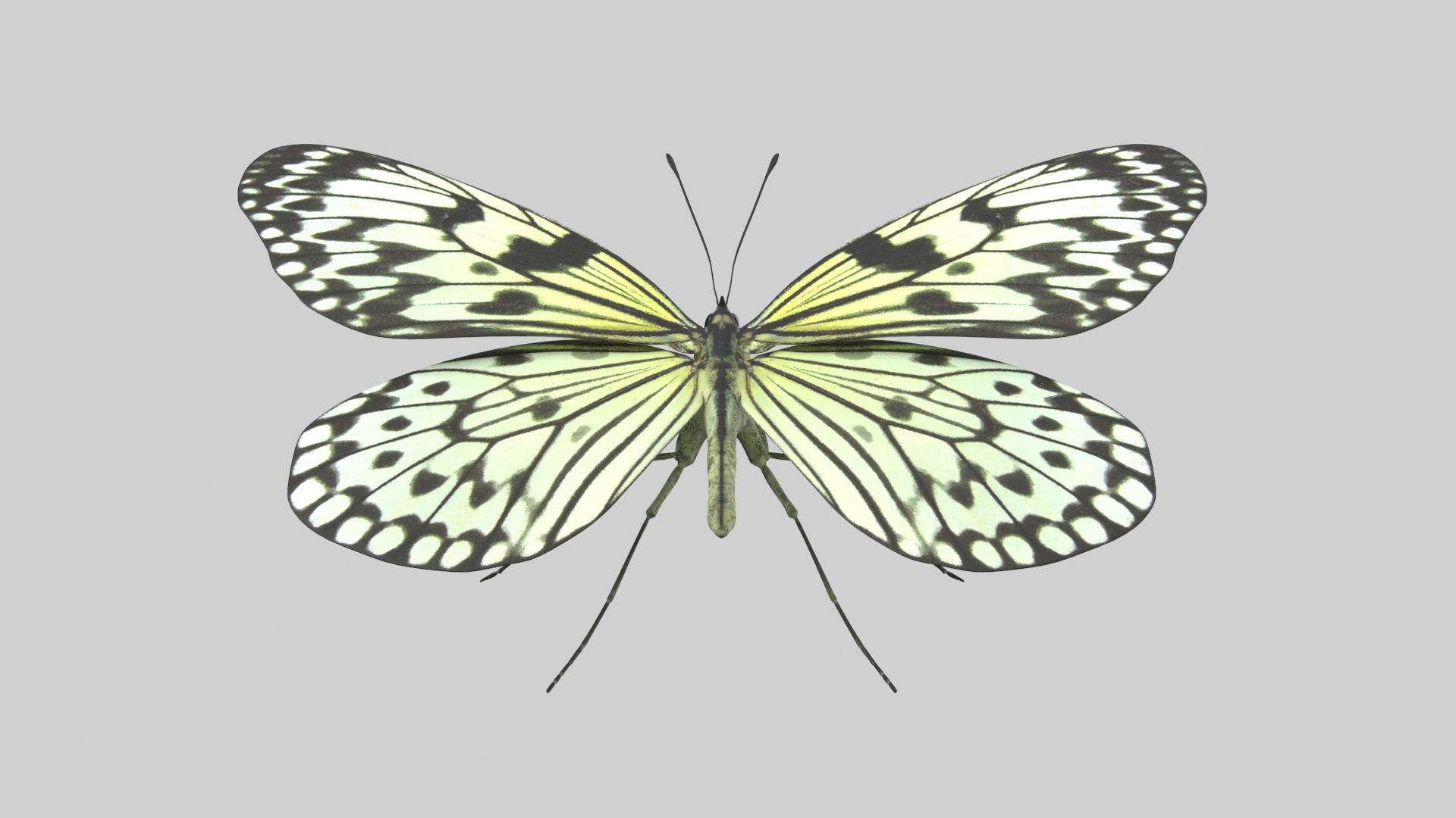 Butterfly Collection 02 3D model https://p.turbosquid.com/ts-thumb/3t/RrvpcO/fr/treenymphtt/png/1672719639/1920x1080/turn_fit_q99/213610fcb34128700043df60626a976ec2864ea5/treenymphtt-1.jpg