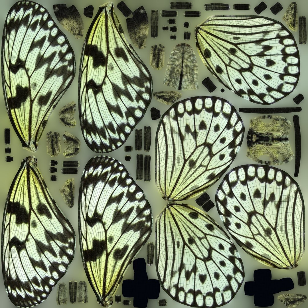 Butterfly Collection 02 3D model https://p.turbosquid.com/ts-thumb/3t/RrvpcO/kA/treenymph_uv/jpg/1672719629/1920x1080/fit_q87/529792f741b7267cd6a9ceb21190b7d8d17874a2/treenymph_uv.jpg