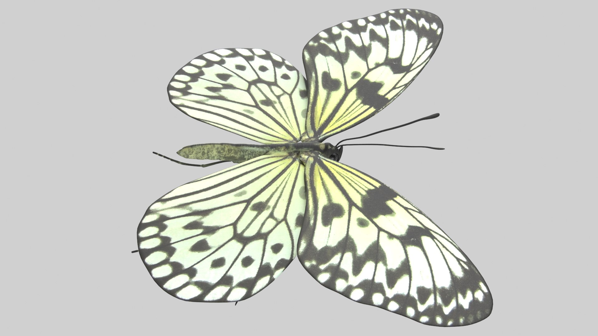 Butterfly Collection 02 3D model https://p.turbosquid.com/ts-thumb/3t/RrvpcO/lb/treenymph_r4/png/1672719625/1920x1080/fit_q87/2bd808dd79dfc1757fb4d52e5d14628badc7eec7/treenymph_r4.jpg
