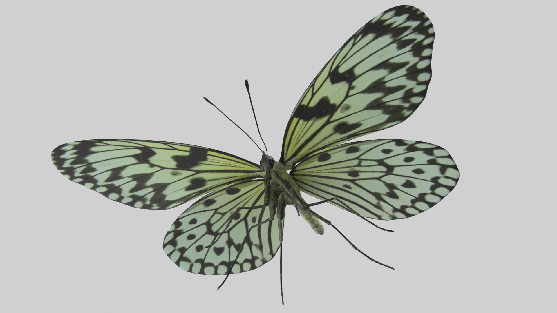 Butterfly Collection 02 3D model https://p.turbosquid.com/ts-thumb/3t/RrvpcO/qp/treenymph_r2/png/1672719623/1920x1080/fit_q87/2a10a6babca181f3441c9deead88dcd675d31087/treenymph_r2.jpg