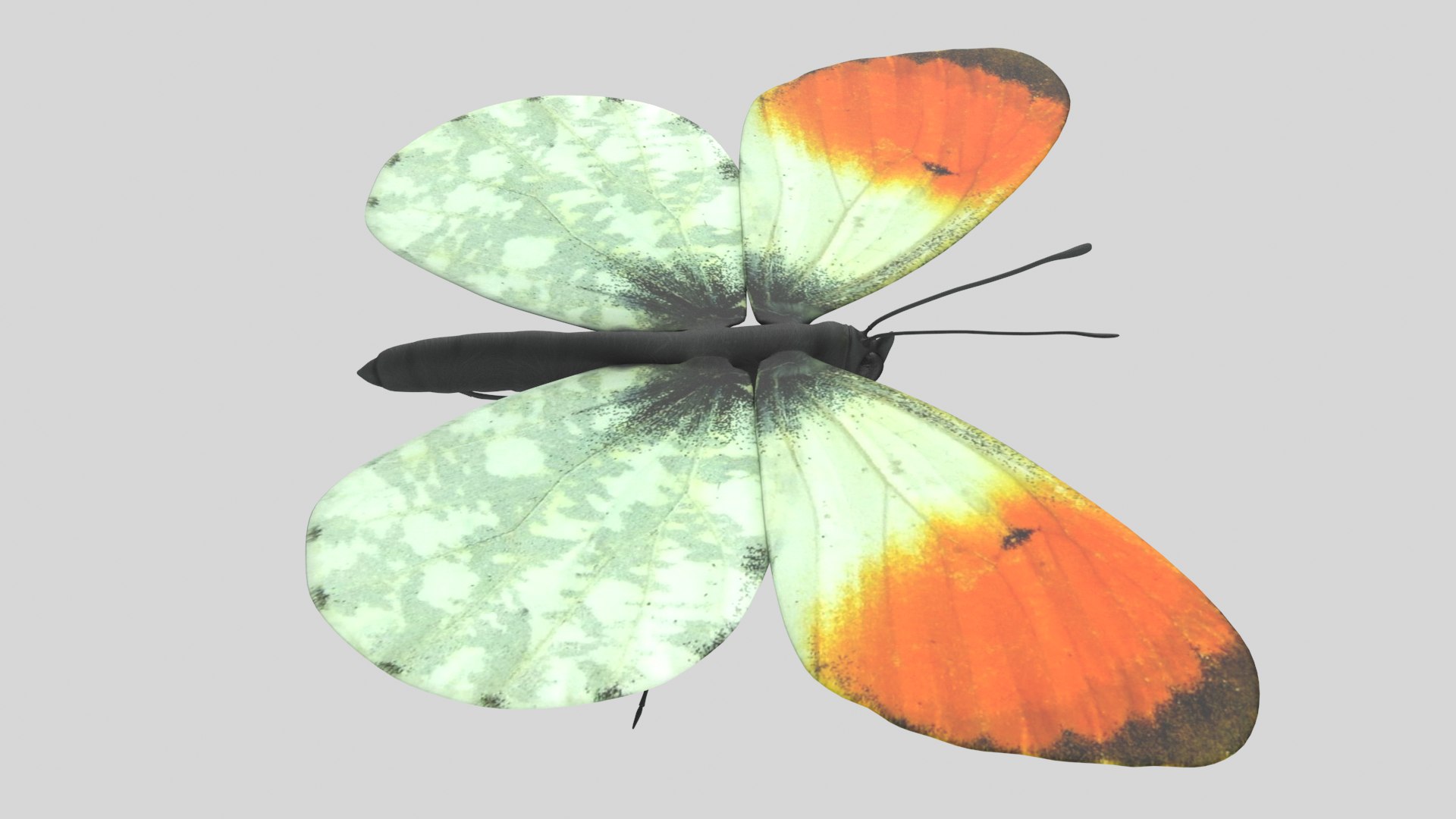 Butterfly Collection 02 3D model https://p.turbosquid.com/ts-thumb/3t/RrvpcO/sB/orangetip_r6/png/1672719571/1920x1080/fit_q87/70bf26aad5f417f93f4d15f9d2f37772dfa3a537/orangetip_r6.jpg