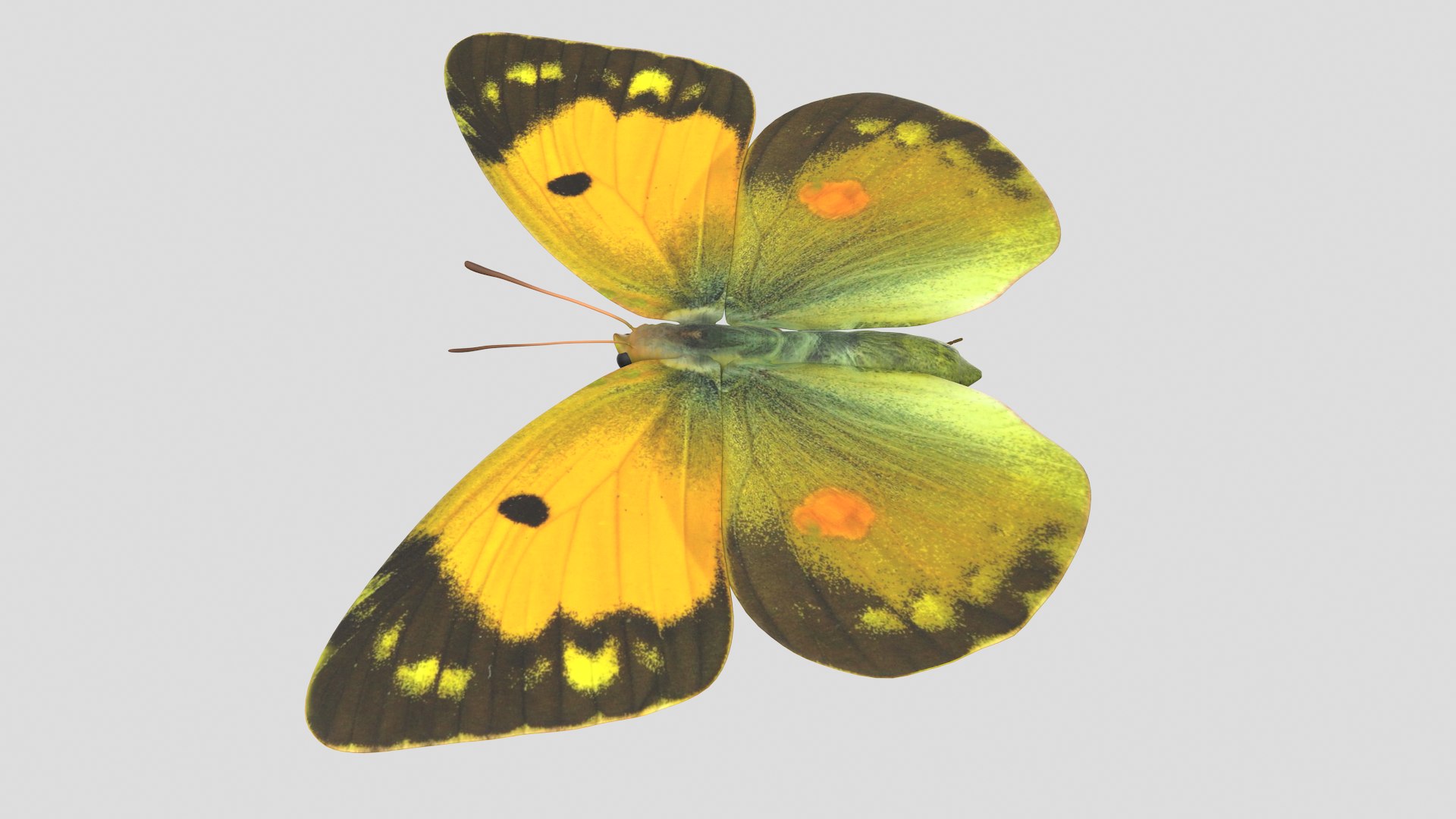 Butterfly Collection 02 3D model https://p.turbosquid.com/ts-thumb/3t/RrvpcO/sQ/cloudedyellow_r2/png/1672719317/1920x1080/fit_q87/5bf898027e0ae6bce058538989269eb2d0bf3dee/cloudedyellow_r2.jpg