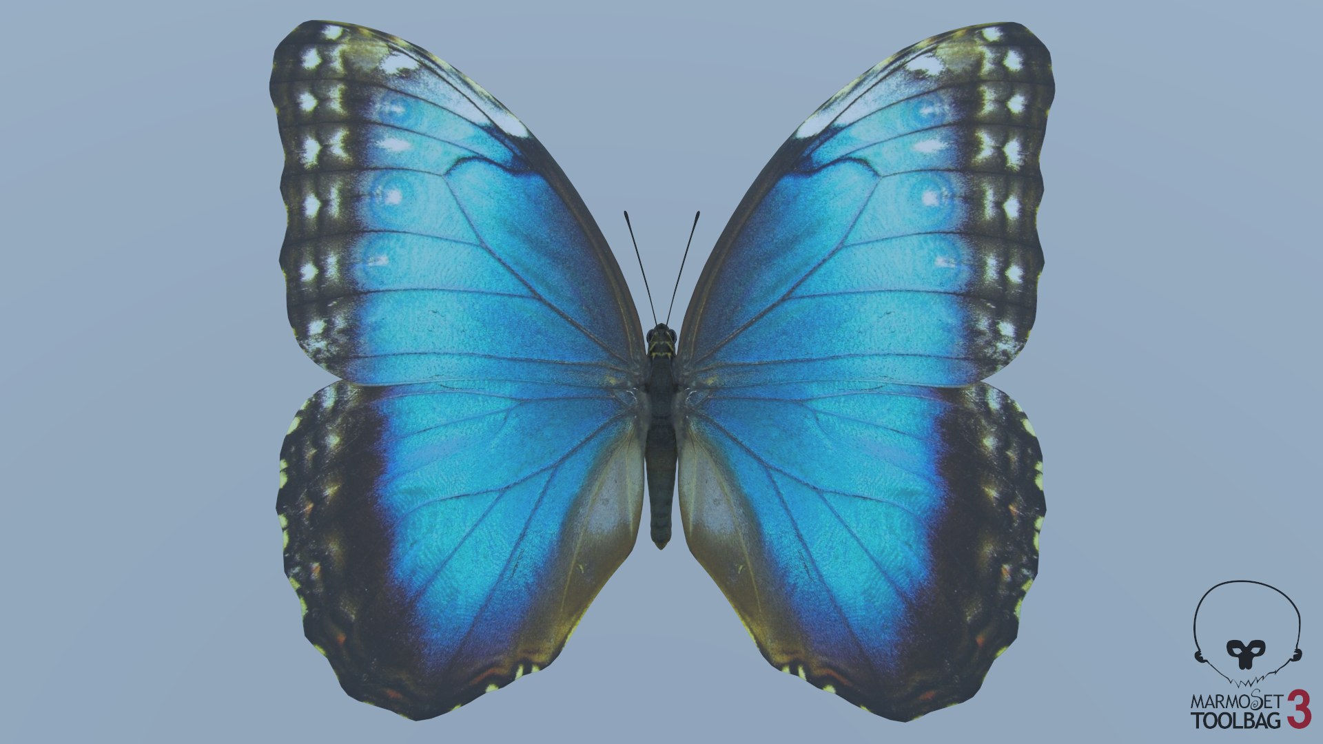 Butterfly Collection 02 3D model https://p.turbosquid.com/ts-thumb/3t/RrvpcO/tX/screenshot1028/png/1672719151/1920x1080/fit_q87/011aecc50c5a1ceaed9780989c15872d88bdd194/screenshot1028.jpg
