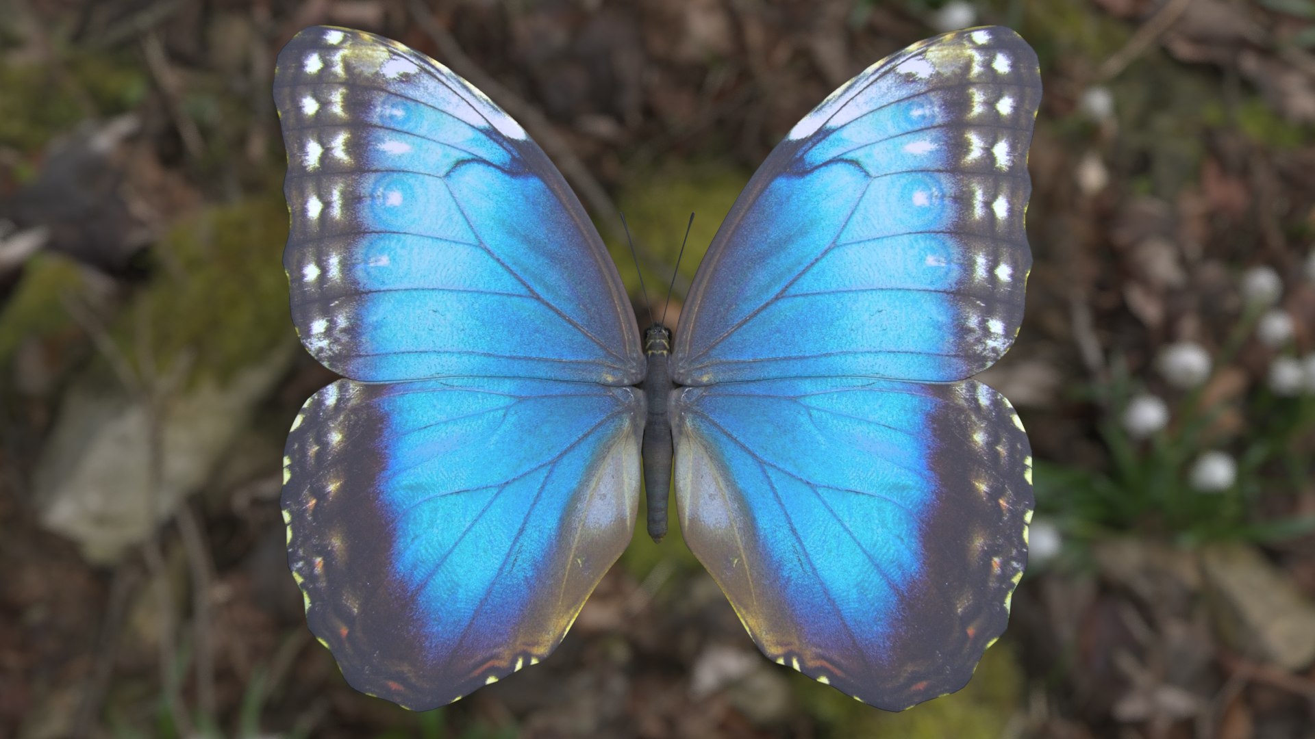 Butterfly Collection 02 3D model https://p.turbosquid.com/ts-thumb/3t/RrvpcO/ts/bluemorpho_r1c/png/1672719145/1920x1080/fit_q87/0d4d6168cc8143cc5d89a23f938d56a67a04195d/bluemorpho_r1c.jpg