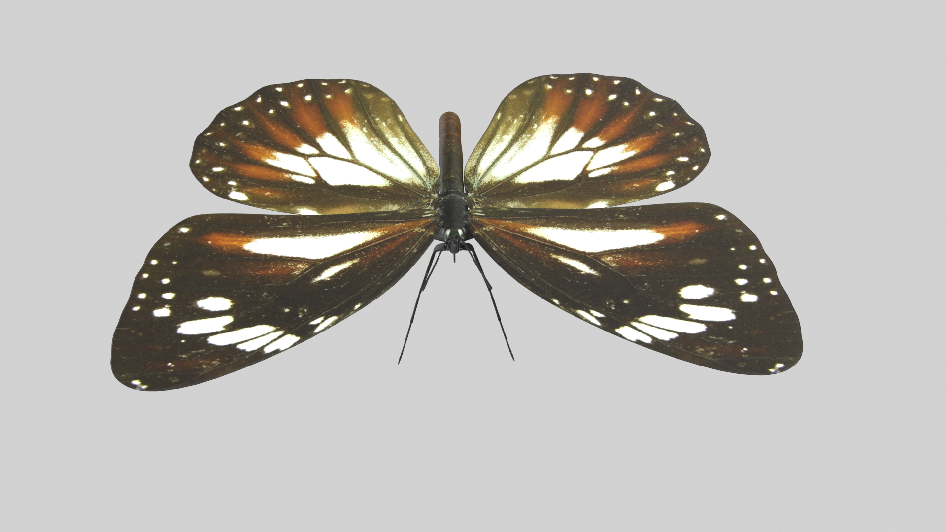 Butterfly Collection 02 3D model https://p.turbosquid.com/ts-thumb/3t/RrvpcO/yq/malaytt/png/1672719472/1920x1080/turn_fit_q99/01b4d0ba57affb84079fa9a3e853d266081f9f83/malaytt-1.jpg