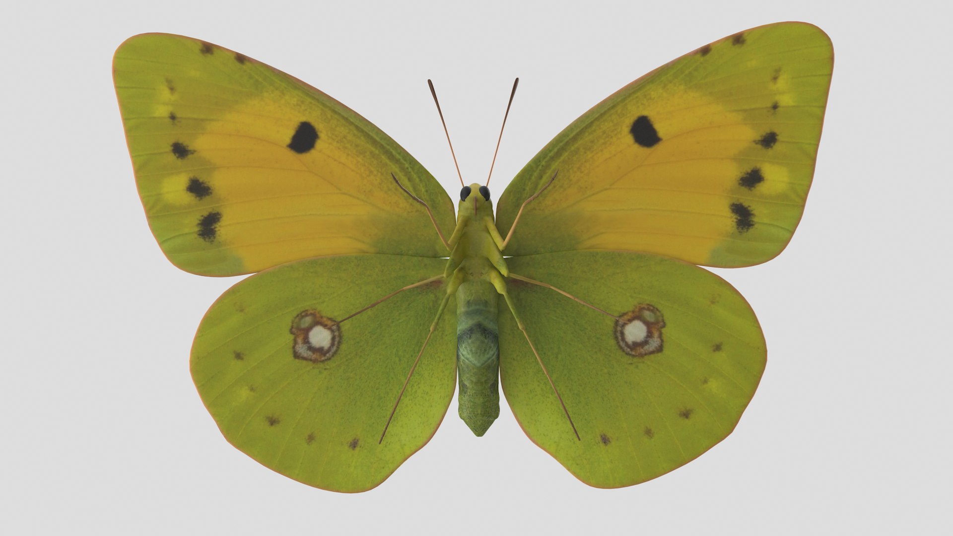 Butterfly Collection 02 3D model https://p.turbosquid.com/ts-thumb/3t/RrvpcO/zH/cloudedyellow_r3/png/1672719321/1920x1080/fit_q87/f8e656de85ed10476db46d8ef78fecc8d93f5880/cloudedyellow_r3.jpg
