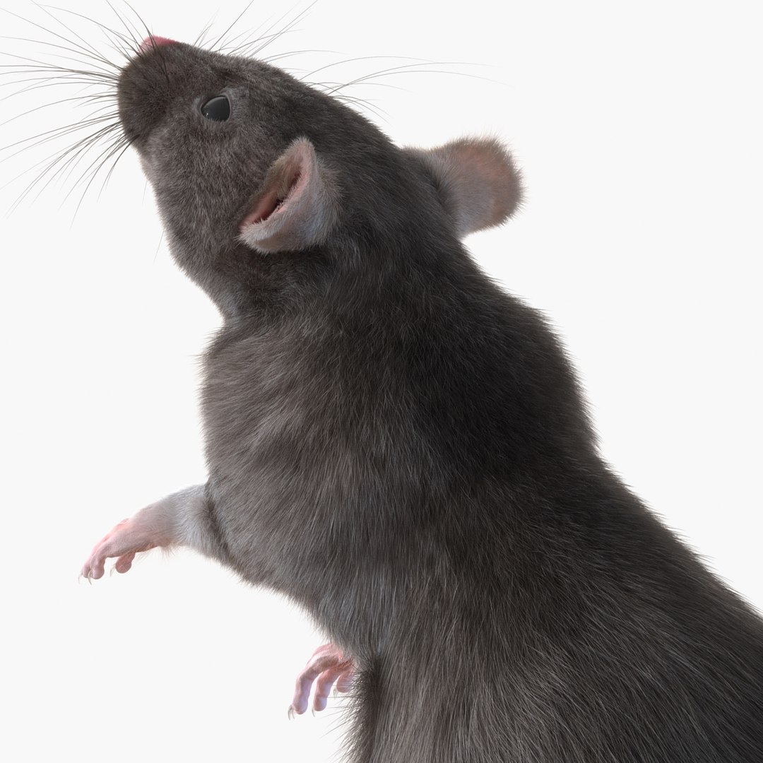 Max Rat Pose 2