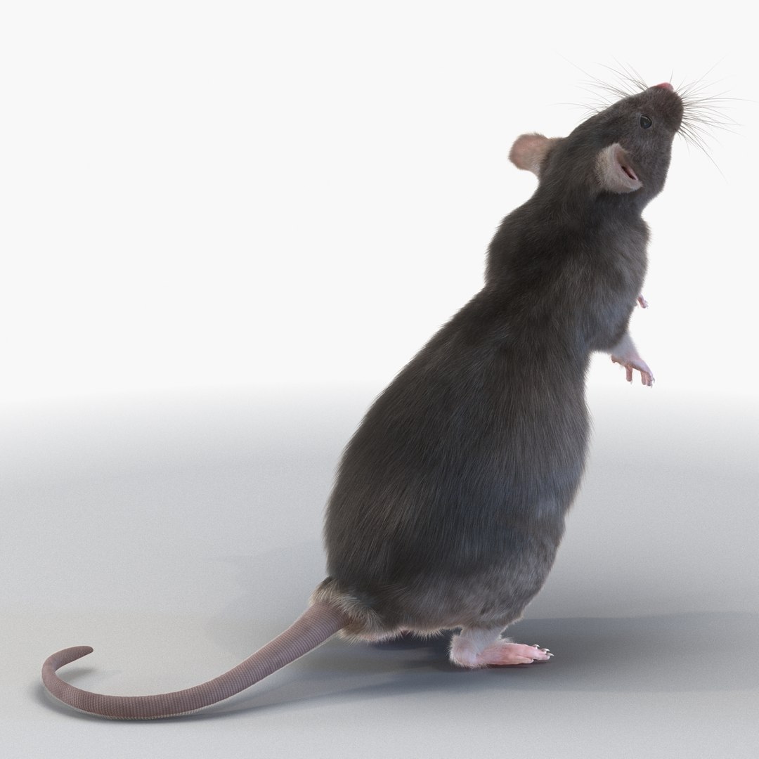 Max Rat Pose 2