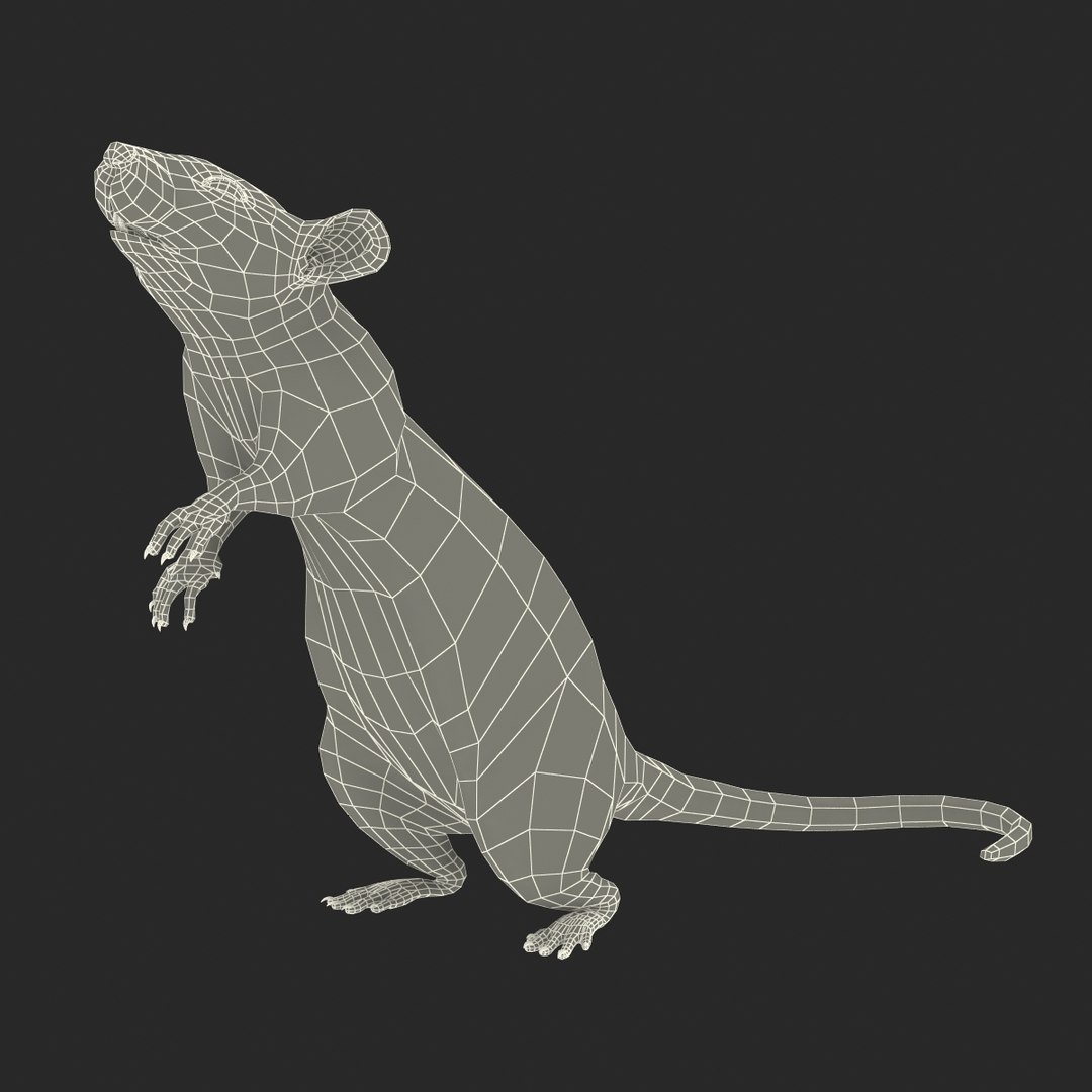 Max Rat Pose 2