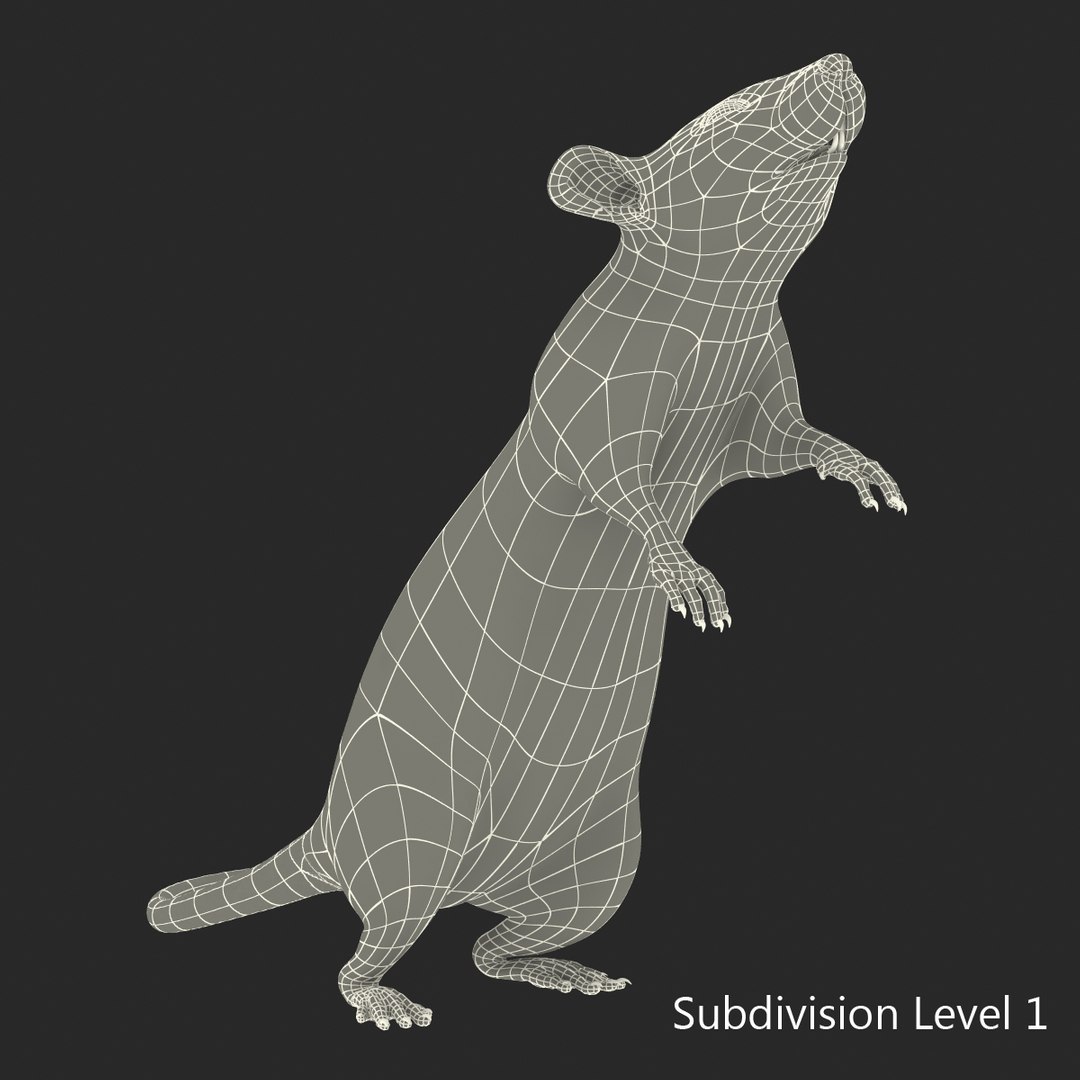 Max Rat Pose 2