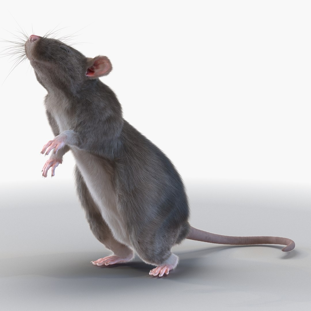 Rat Pose 2 3D model preview