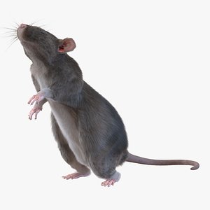Rat Pose 2