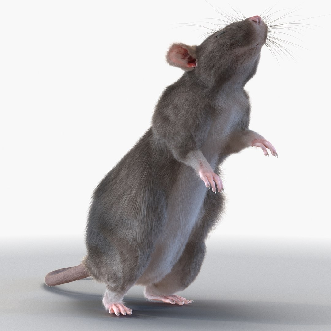 Max Rat Pose 2