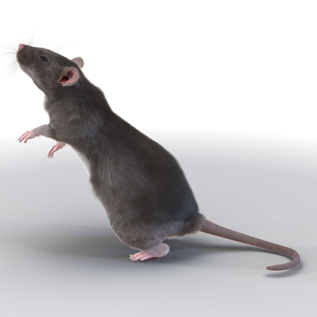 Max Rat Pose 2
