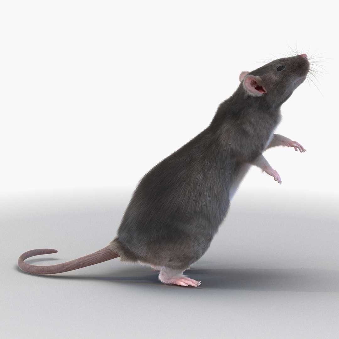 Max Rat Pose 2