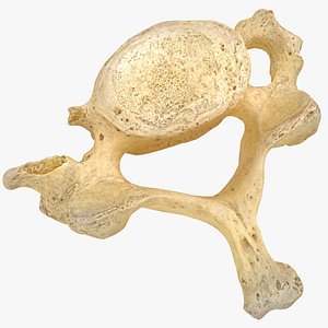 3D cervical vertebrae c7 real model