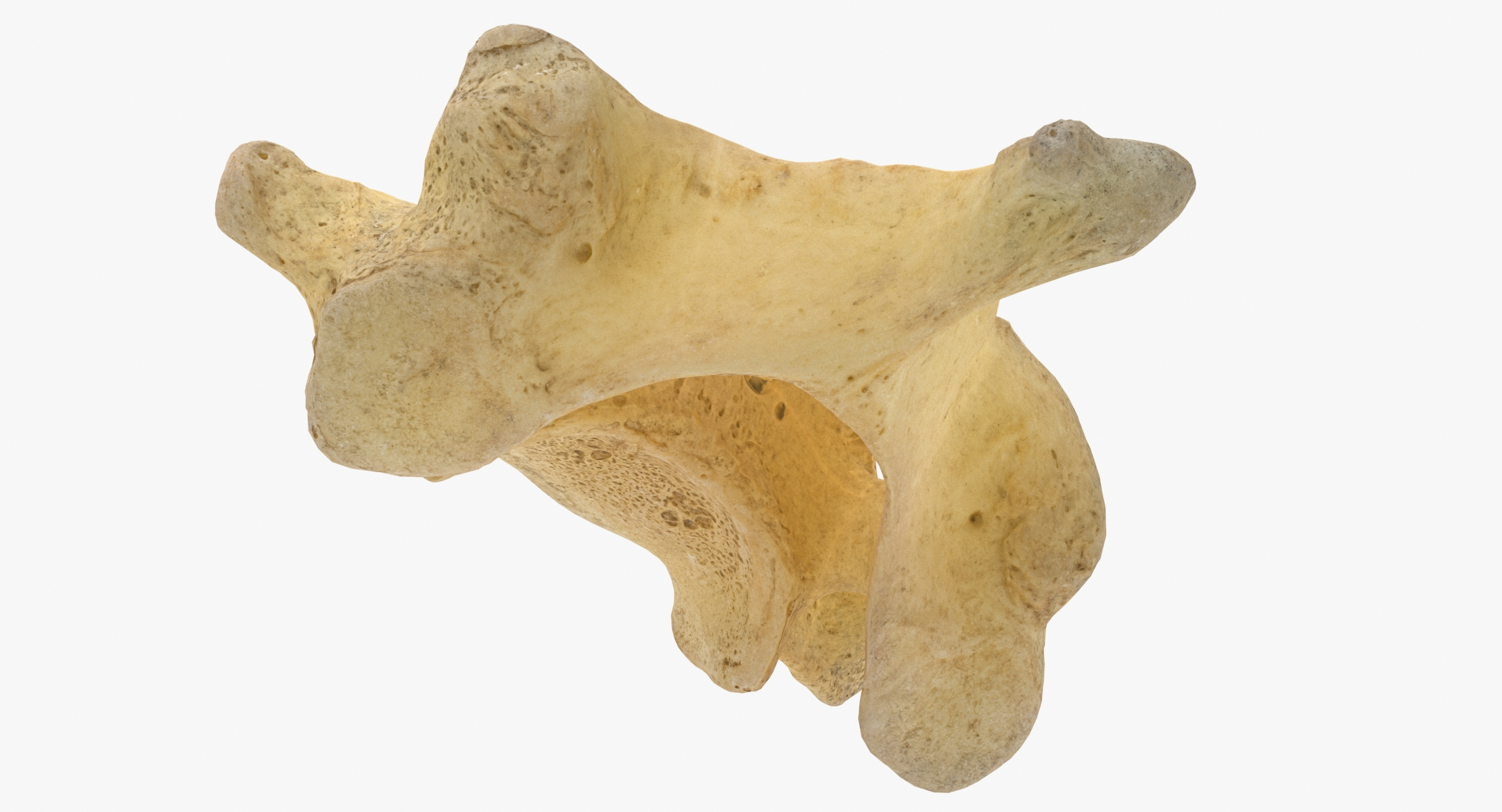 3D cervical vertebrae c7 real model - TurboSquid 1709339
