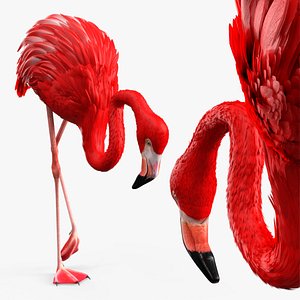 3D Exotic Bird Red Flamingo Rigged for Cinema 4D model
